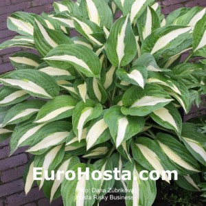 Hosta Risky Business - Eurohosta