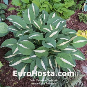 Hosta Risky Business - Eurohosta