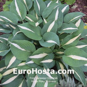 Hosta Risky Business - Eurohosta