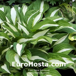 Hosta Risky Business - Eurohosta