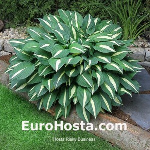 Hosta Risky Business - Eurohosta