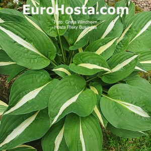 Hosta Risky Business - Eurohosta