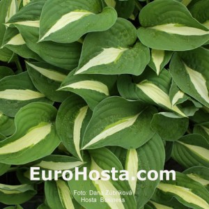 Hosta Risky Business - Eurohosta