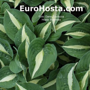 Hosta Risky Business - Eurohosta