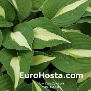 Hosta Risky Business - Eurohosta