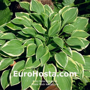 Hosta Rock Island Line