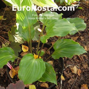 Hosta Rocket's Red Glare - Eurohosta