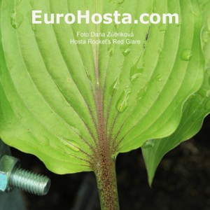 Hosta Rocket's Red Glare - Eurohosta