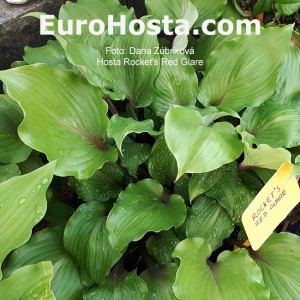 Hosta Rocket's Red Glare