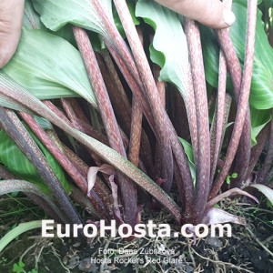 Hosta Rocket's Red Glare