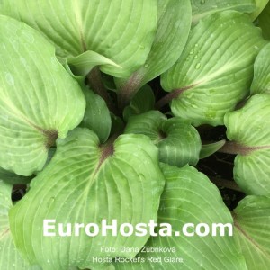 Hosta Rocket's Red Glare - Eurohosta