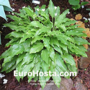 Hosta Roller Coaster Ride