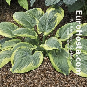 Hosta Roseann Walter