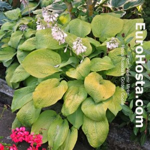 Hosta Rosedale Golden Gooser - Eurohosta