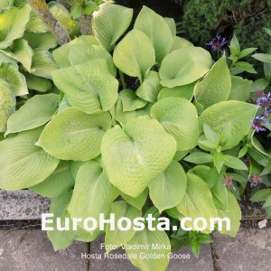 Hosta Rosedale Golden Gooser - Eurohosta