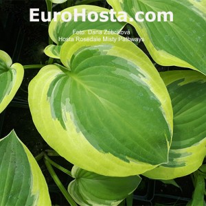 Hosta Rosedale Misty Pathways