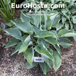 Hosta Rowan My Boat