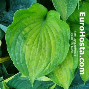 Hosta Roy Klehm