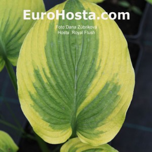 Hosta Royal Flush - Eurohosta