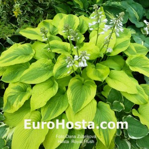 Hosta Royal Flush - Eurohosta