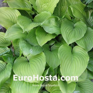 Hosta Royal Standard - Eurohosta