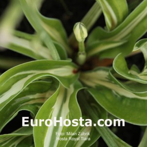 Hosta Royal Tiara