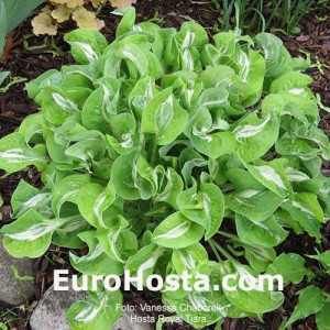 Hosta Royal Tiara