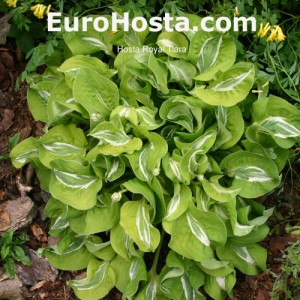 Hosta Royal Tiara