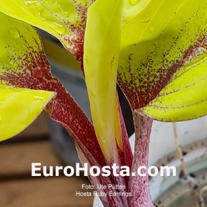 hosta Ruby Earrings