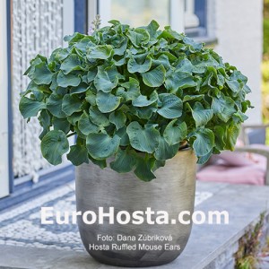 Hosta 'Ruffled Mouse Ears' - Eurohosta