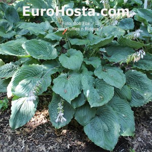 hosta Ruffles n Ridges