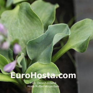 Hosta 'Ruffled Mouse Ears' - Eurohosta