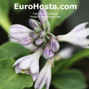 Hosta 'Ruffled Mouse Ears' - Eurohosta