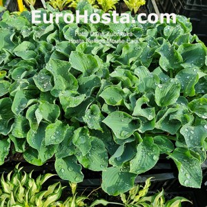 Hosta 'Ruffled Mouse Ears' - Eurohosta