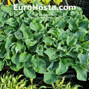 Hosta 'Ruffled Mouse Ears' - Eurohosta