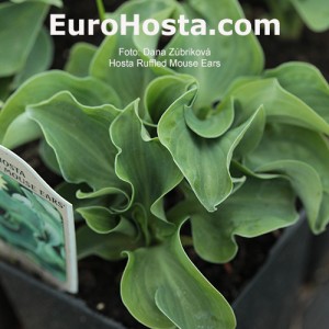 Hosta 'Ruffled Mouse Ears' - Eurohosta