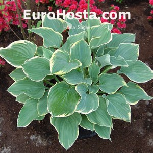 Hosta Sagae - Eurohosta