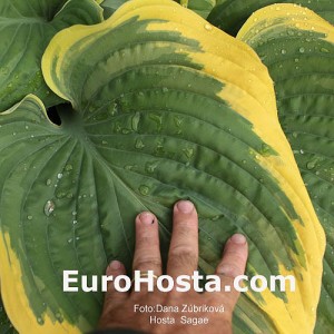 Hosta Sagae - Eurohosta