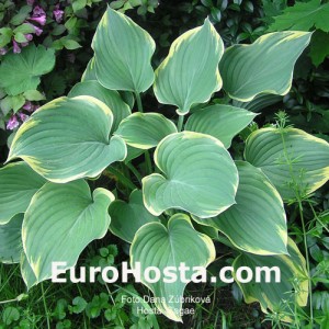 Hosta Sagae - Eurohosta