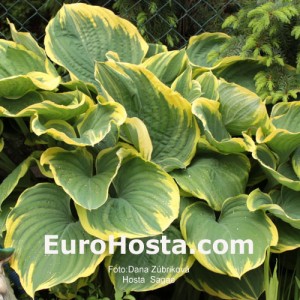 Hosta Sagae - Eurohosta