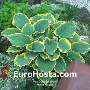 Hosta Sagae - Eurohosta