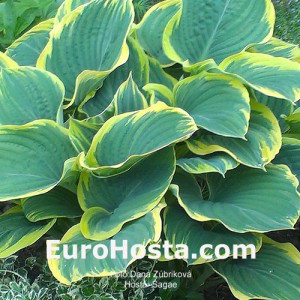 Hosta Sagae - Eurohosta