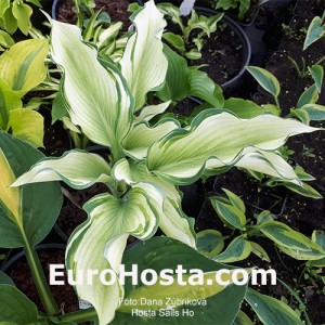 Hosta Sails Ho