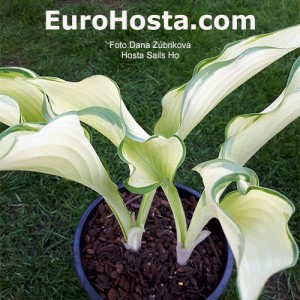 Hosta Sails Ho