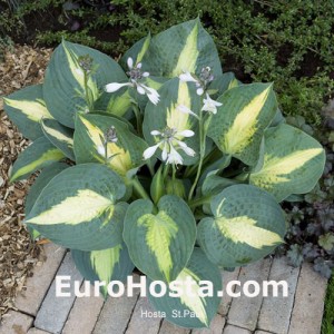 Hosta St. Paul - Eurohosta