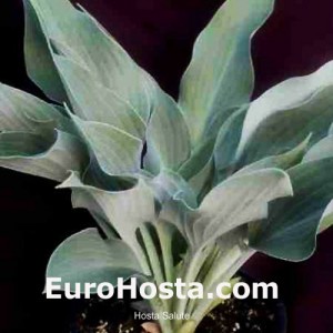 Hosta Salute - Eurohosta