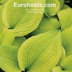 Hosta Sara's Gold