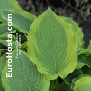 Hosta Satisfaction - Eurohosta