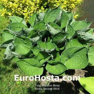 Hosta Second Wind - Eurohosta