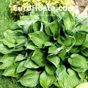 Hosta Second Wind - Eurohosta